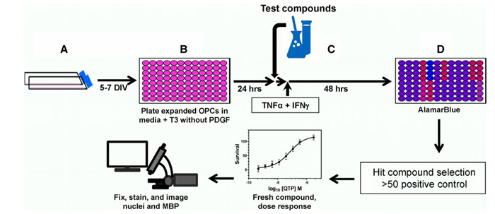 Schematic for high-throughput screening assay of  VP35 function.