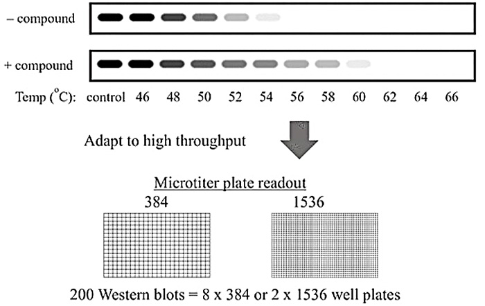 The  application of higher-throughput plate-based methods in thermal shift increases  assay throughput.