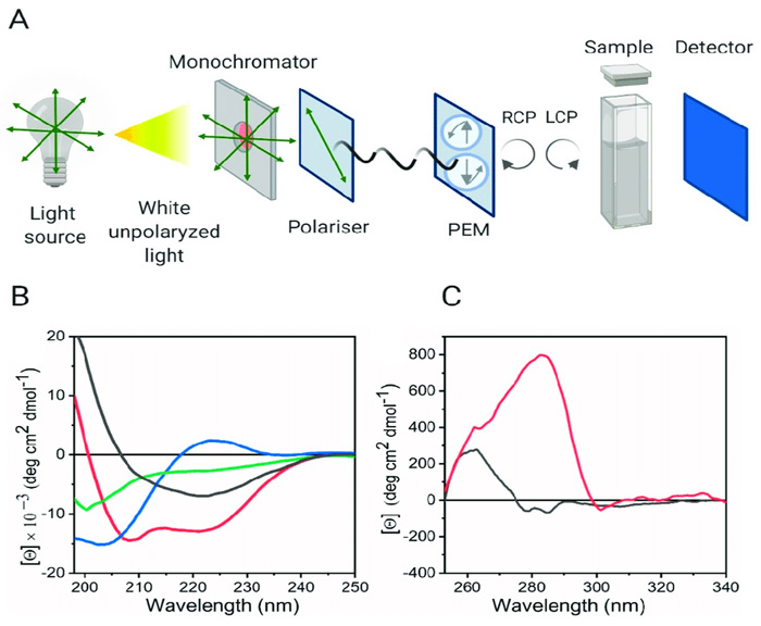 Schematic representation of the  Circular Dichroism instrument configuration. (B) Representative Far-UV CD  spectra of the characteristic secondary structure of proteins and peptides. (C)  Near-UV-CD spectra of two different proteins.