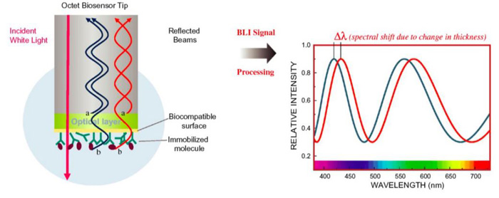 The assay principle of the BLI technology.