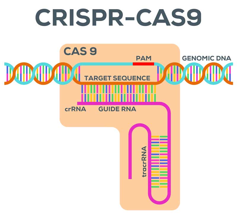 Fig.2 The picture  of CRISPR Cas9.