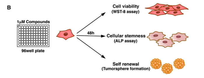 Fig.1 The schematic  of cellular assay method (to identify compounds with a low cytotoxicity and  cell viability, cellular stemness and tumor sphere formation assays were  performed in parallel). (Mayuko, N.; <em>et al</em>. 2014)