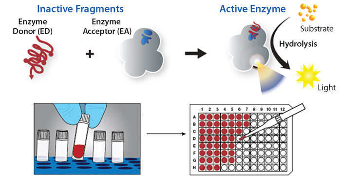 Fig.1 One of  the biochemical assays: enzymatic assays. (Neil, W. C.; <em>et al</em>. 2016)