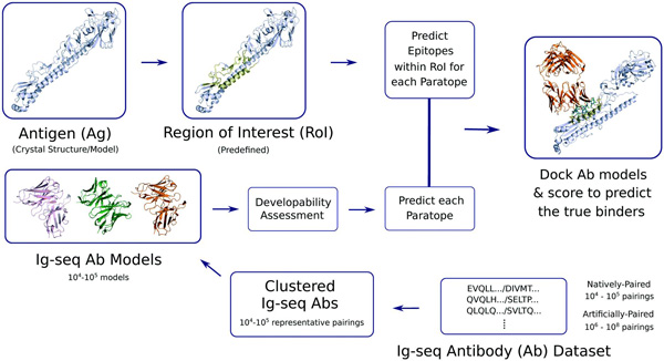 Fig.1 The protein-protein docking model of the meprinα-cystatinC complex (Chaudhuri, A.; et al. 2019)