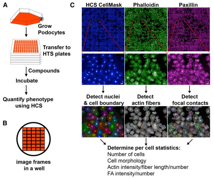 Fig.1 High content imaging and analysis (A) Schematic of the assay design. (B) Schematic of a 96-well optical plate which is typically using in high content imaging system. (C) Schematic of High content Analysis. (Lee, H. W.; et al. 2015)