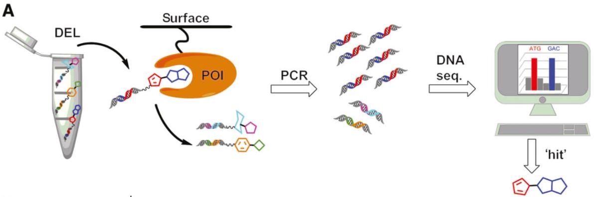 Fig.1 A protein of interest (POI) is immobilized on a surface and incubated with a DEL, depletion of the non-binding compounds by washing steps is followed by elution of the binding compounds and the DNA-tags of the selected library are PCR amplified and sequenced by massive parallel sequencing. (Verena, K.; et al. 2018)