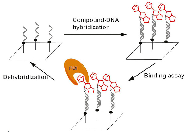 Fig.1 Schematic of validation of compounds identified from DEL selections. (Verena, K.; et al. 2018