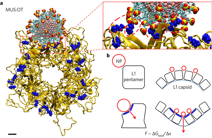 Fig.1 Molecular docking simulations. (Cagno, V.; et al. 2018)