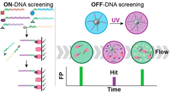 Fig.1 Schematic of on-DNA screening and off-DNA screening. (Hackler, A. L.; et al. 2015)