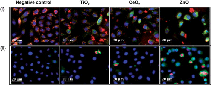 Fig.1 Phenotypic assays for monitoring cytotoxic events triggered by nanoparticle interaction in which healthy cells show blue nuclei, while damaged cells show green cytoplasm and red nuclei. (Damoiseaux, R.; et al. 2011)