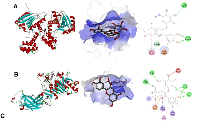 Fig.1 Example of best pose of the protein, the catalytic site, and potential chemical interactions. (Luna-Vital,D.; et al. 2017)