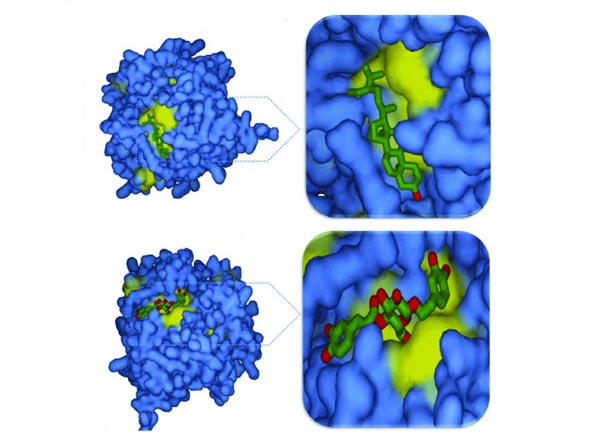 Fig.1 A picture of three-dimensional quantitative structure-activity relationship. (Jensen, L. H.; et al. 2006)