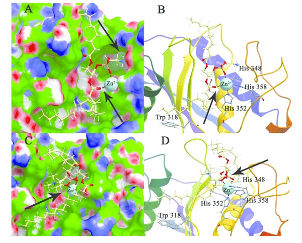 Fig.1 Modeling and docking of protein-lipid interactions. (Zakharzhevskaya, N.; et al. 2017)