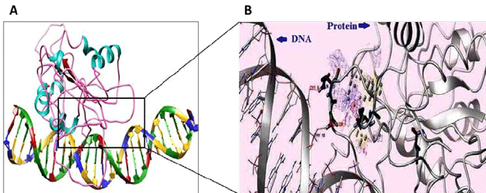 Fig.1 (A) Protein-DNA docking model and DNA segment. (B) Enlarged molecular view of rectangle. (Pandey, D. M. 2015)