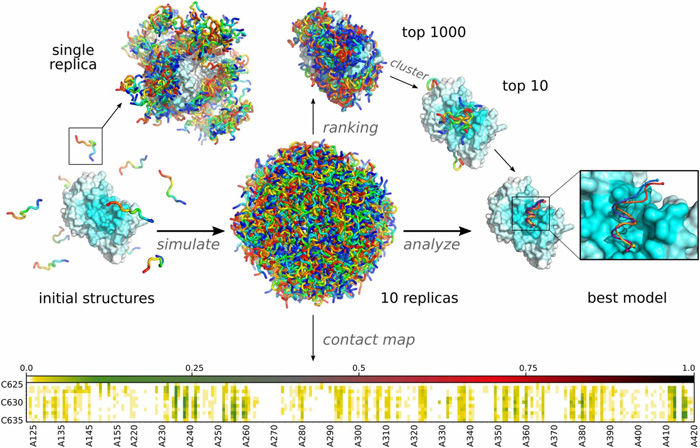 Fig.1 Molecular visualizations of the protein-peptide docking. (Kurcinski, M.; et al. 2020)