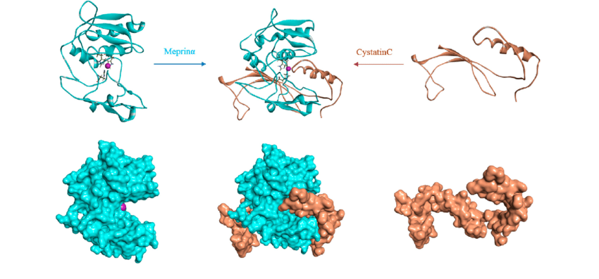 Fig.1 The protein-protein docking model of the meprinα-cystatinC complex (Chaudhuri, A.; et al. 2019)