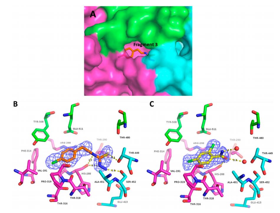 Fig.2 (A) Overall view of the binding pocket with fragment 3, (B) Electron density map and H-bonds made by fragment 3, (C) Electron density and H-bonds made by fragment 4. (Munawar, A.; et al. 2018)